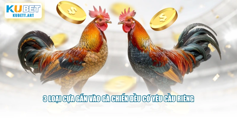 3 loại cựa gắn vào gà chiến đều có yêu cầu riêng