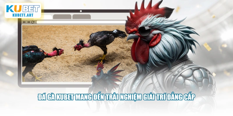 Đá gà KUBET mang đến trải nghiệm giải trí đẳng cấp
