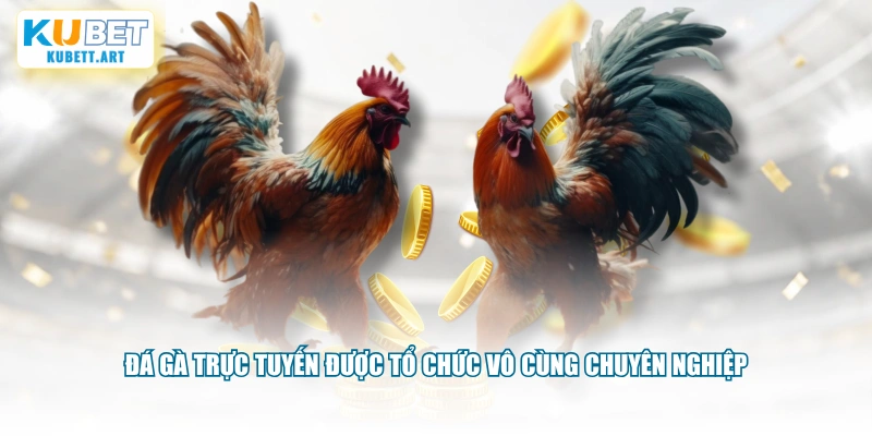 Đá gà trực tuyến được tổ chức vô cùng chuyên nghiệp