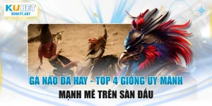 Gà Nào Đá Hay - Top 4 Giống Uy Mãnh Mạnh Mẽ Trên Sàn Đấu