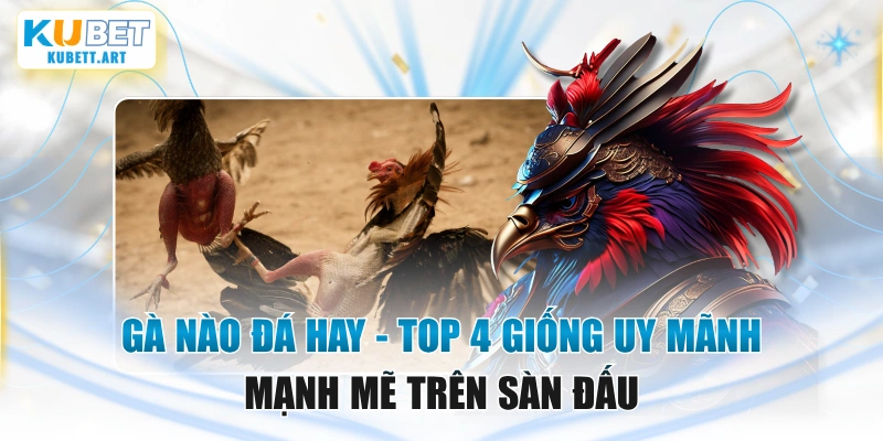 Gà Nào Đá Hay - Top 4 Giống Uy Mãnh Mạnh Mẽ Trên Sàn Đấu