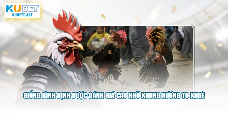 Giống Bình Định được đánh giá cao nhờ khung xương to khoẻ