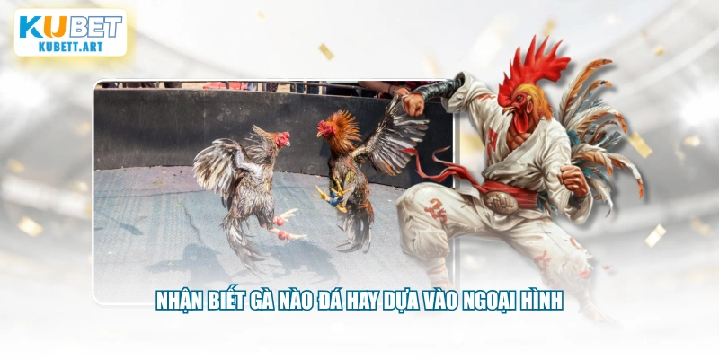 Nhận biết gà nào đá hay dựa vào ngoại hình