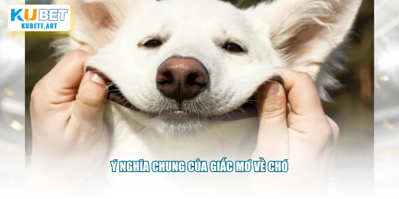 Ý nghĩa chung của giấc mơ về chó